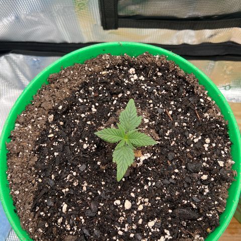 Gorilla glue #4 growlog timeline photo