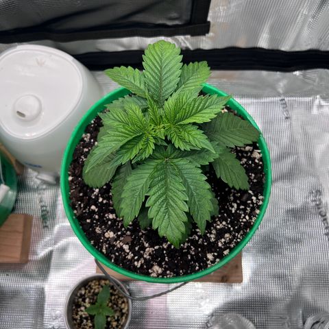 Coco melon - Canuk seeds growlog timeline photo