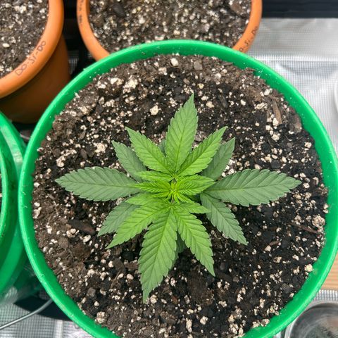 Gorilla glue #4 growlog timeline photo