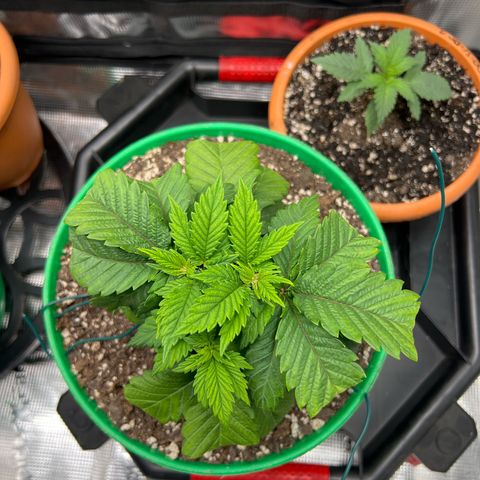 Coco melon - Canuk seeds growlog timeline photo