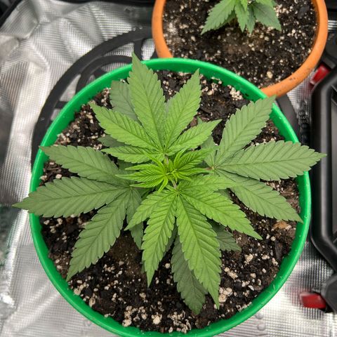 Gorilla glue #4 growlog timeline photo