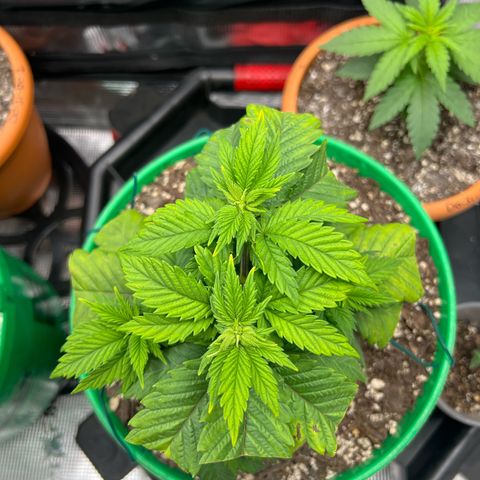 Coco melon - Canuk seeds growlog timeline photo