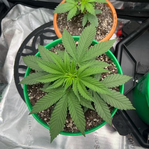 Gorilla glue #4 growlog timeline photo