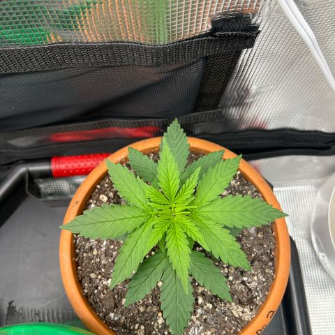 Do-si-do #2 growlog timeline photo