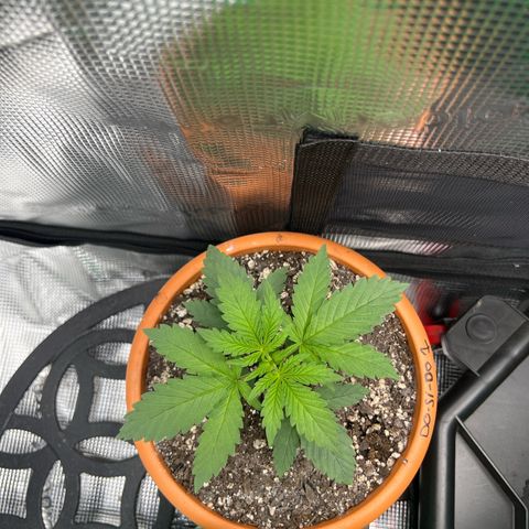 Do-si-do #1 growlog timeline photo