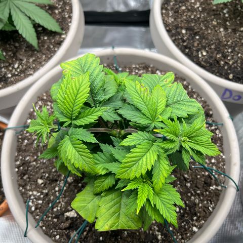 Coco melon - Canuk seeds growlog timeline photo