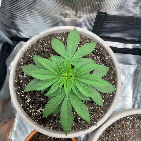 Gorilla glue #4 growlog timeline photo