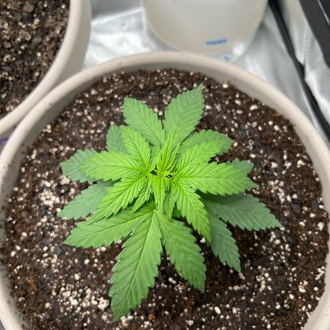 Do-si-do #2 growlog timeline photo