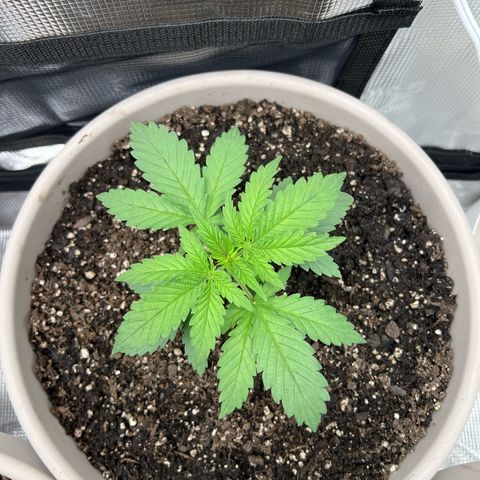 Do-si-do #1 growlog timeline photo