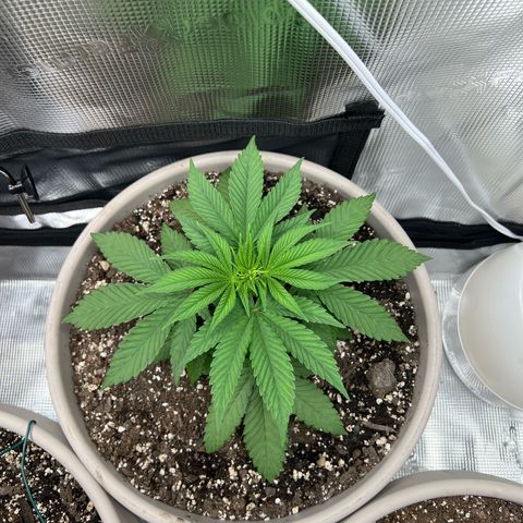 Gorilla glue #4 growlog timeline photo