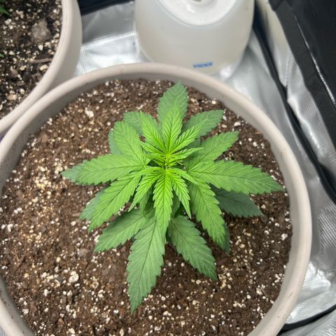 Do-si-do #2 growlog timeline photo