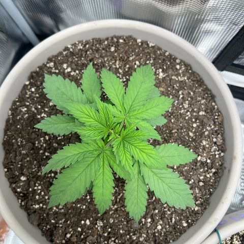 Do-si-do #1 growlog timeline photo