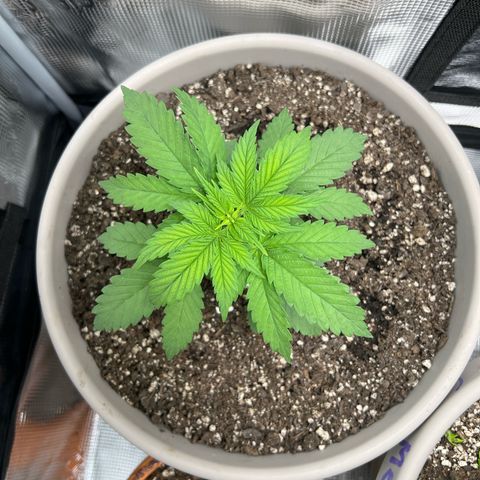 Do-si-do #1 growlog timeline photo