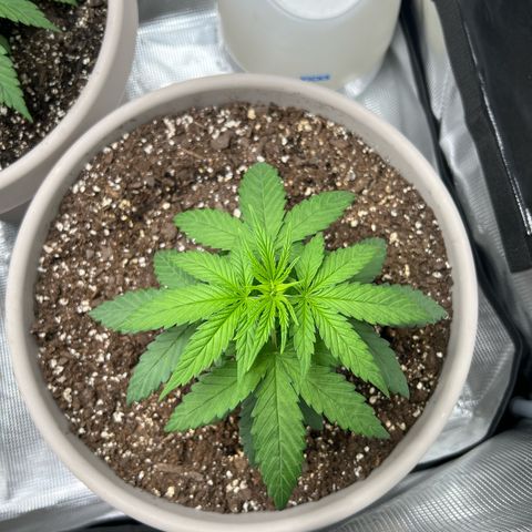 Do-si-do #2 growlog timeline photo