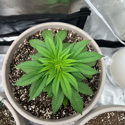 Gorilla glue #4 growlog timeline photo