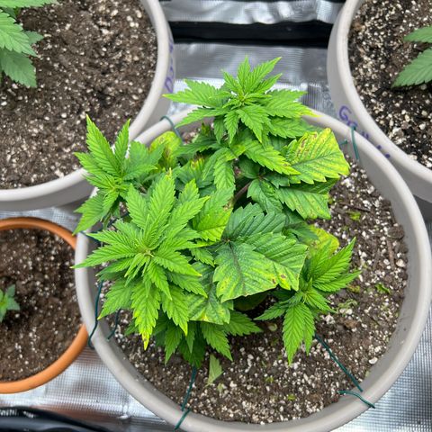Coco melon - Canuk seeds growlog timeline photo