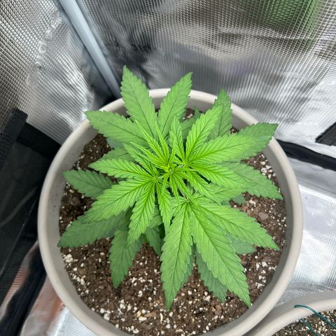 Do-si-do #2 growlog timeline photo