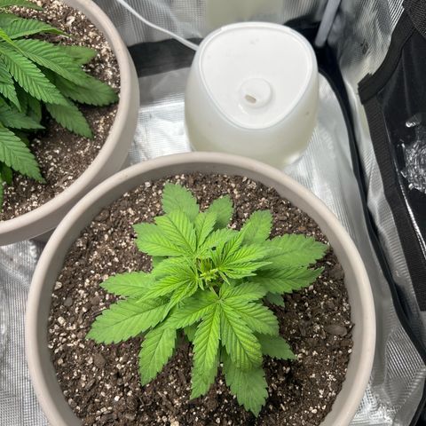 Do-si-do #1 growlog timeline photo