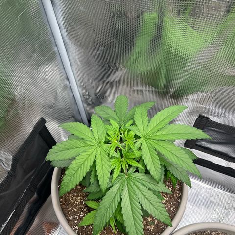 Do-si-do #2 growlog timeline photo
