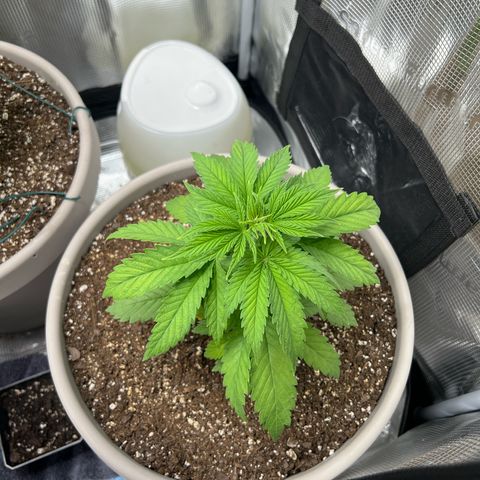 Do-si-do #1 growlog photo: 7.5”