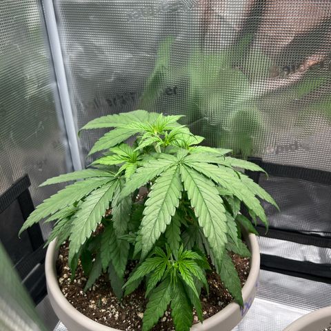 Do-si-do #2 growlog timeline photo