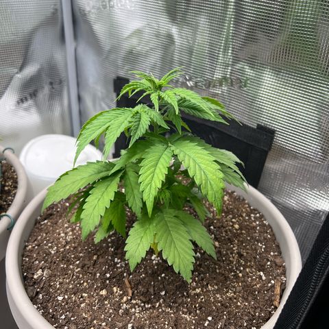 Do-si-do #1 growlog timeline photo