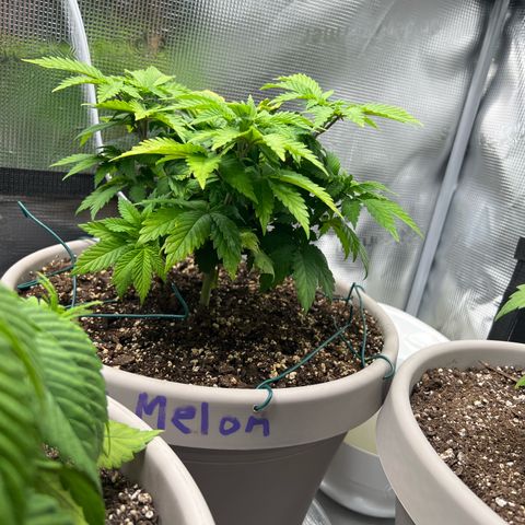 Coco melon - Canuk seeds growlog timeline photo