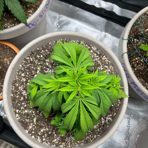 Gorilla glue #4 growlog timeline photo