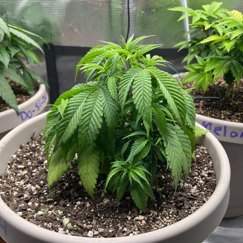 Gorilla glue #4 growlog timeline photo