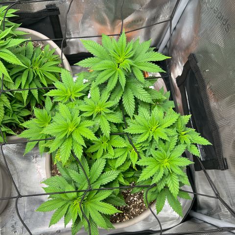 Coco melon - Canuk seeds growlog timeline photo