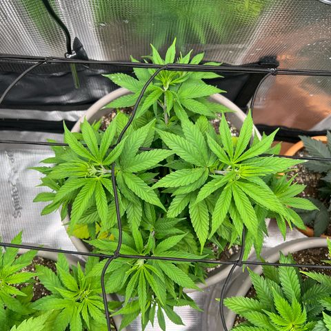 Gorilla glue #4 growlog timeline photo