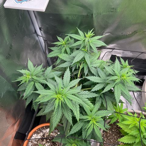 Do-si-do #2 growlog timeline photo