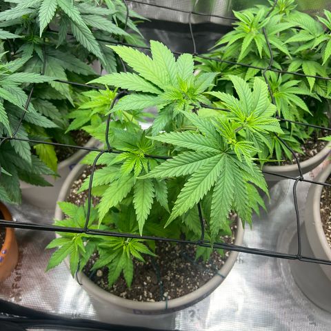Do-si-do #1 growlog timeline photo