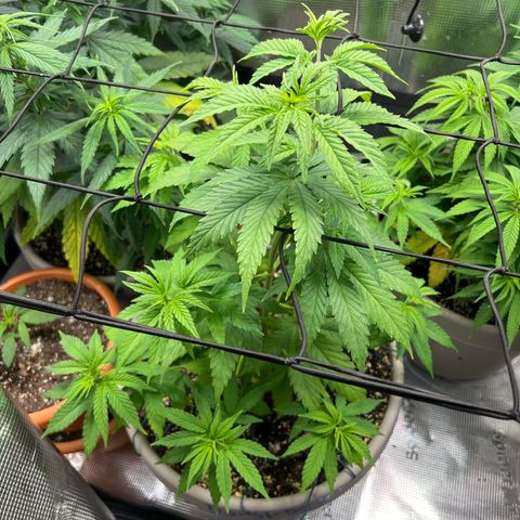 Do-si-do #1 growlog timeline photo