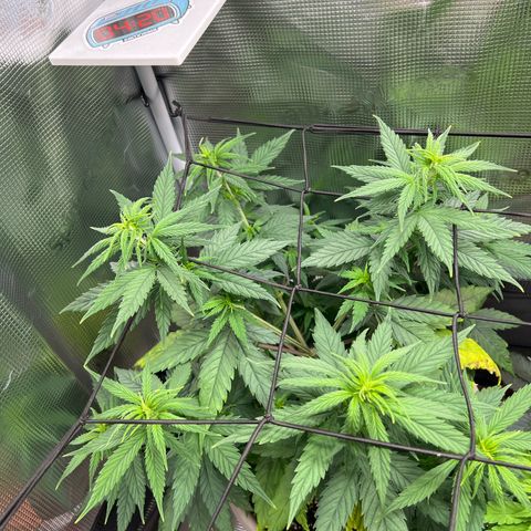 Do-si-do #2 growlog timeline photo