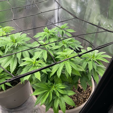 Coco melon - Canuk seeds growlog timeline photo