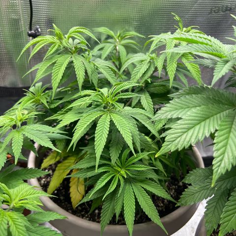 Gorilla glue #4 growlog timeline photo