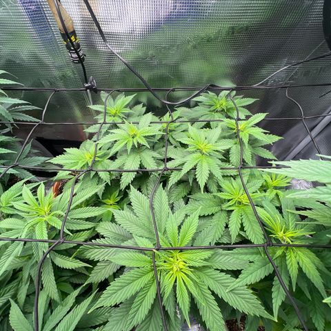 Coco melon - Canuk seeds growlog timeline photo