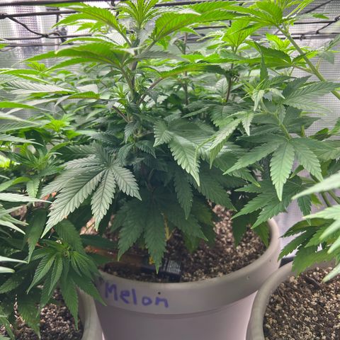 Coco melon - Canuk seeds growlog timeline photo