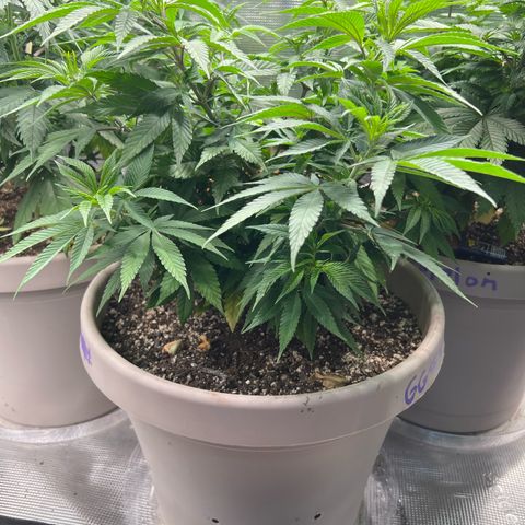 Gorilla glue #4 growlog timeline photo