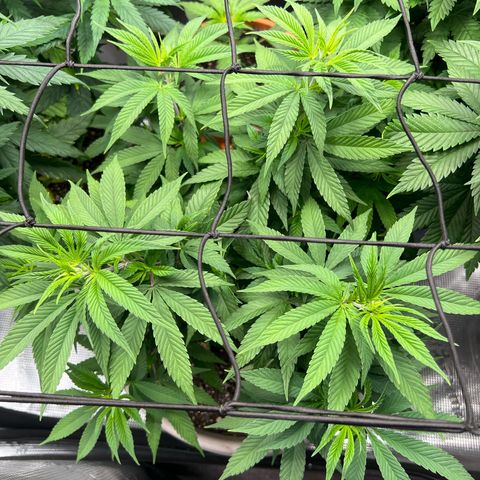 Gorilla glue #4 growlog timeline photo