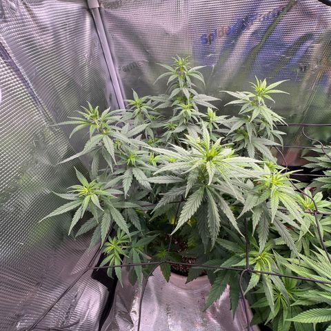 Do-si-do #2 growlog timeline photo