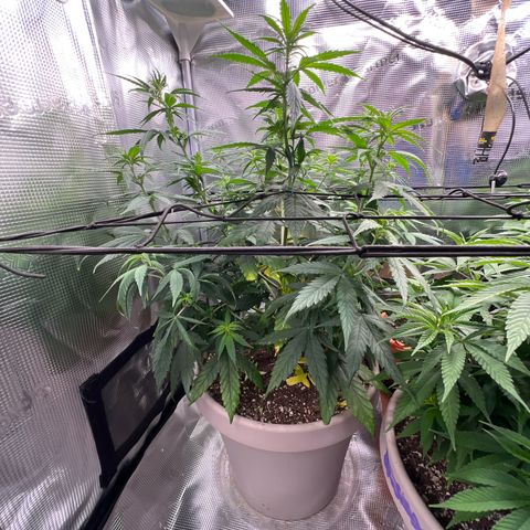 Do-si-do #2 growlog timeline photo