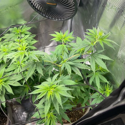 Do-si-do #1 growlog timeline photo