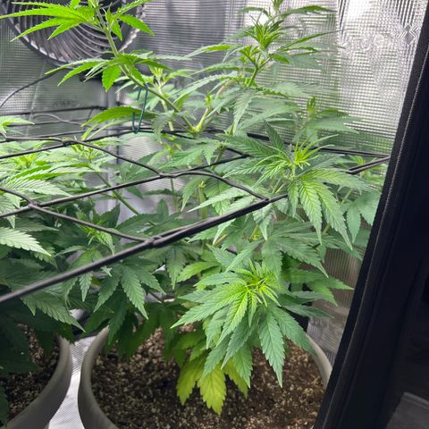 Do-si-do #1 growlog timeline photo