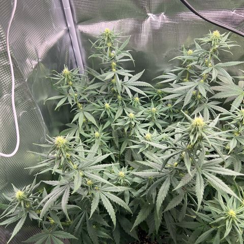 Do-si-do #2 growlog timeline photo
