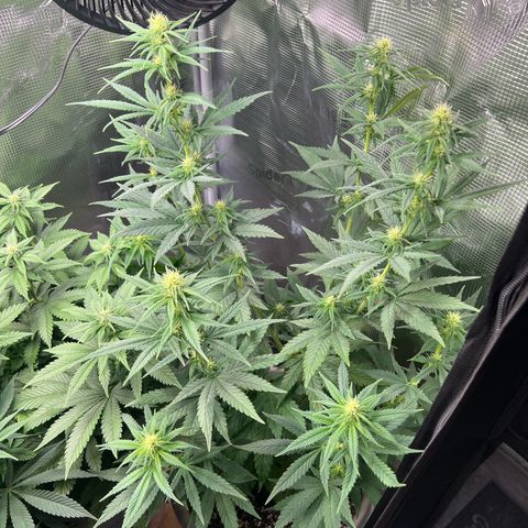 Do-si-do #1 growlog timeline photo
