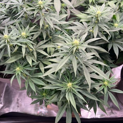 Gorilla glue #4 growlog timeline photo
