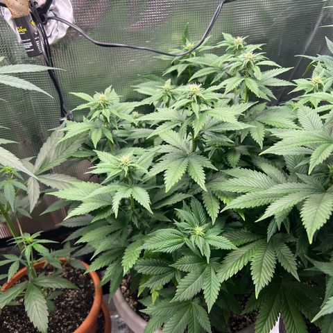 Coco melon - Canuk seeds growlog timeline photo