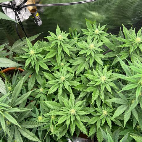 Coco melon - Canuk seeds growlog timeline photo